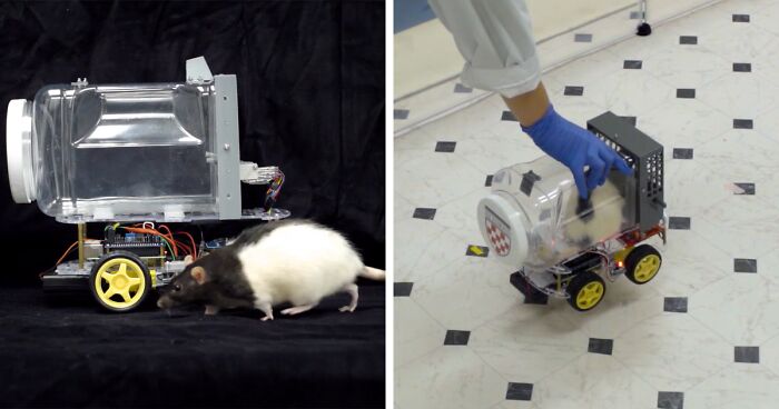 Neuroscientists Teach Rats To Drive And Take Them On 