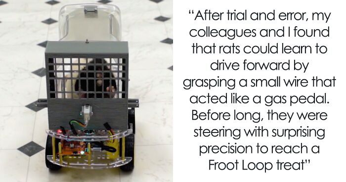 People Online Are Psyched After Learning That Neuroscientists Taught Rats How To Drive