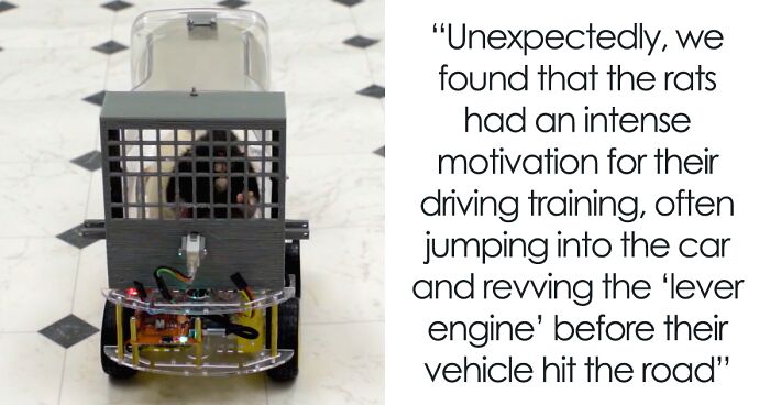 Neuroscientists Teach Rats To Drive Specially Made Cars, And People Online Are Very Amused