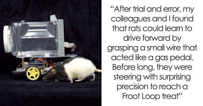 Rats Who Were Taught To Drive Enjoy Going For Rides, Rev The Engine As Soon As They Get In