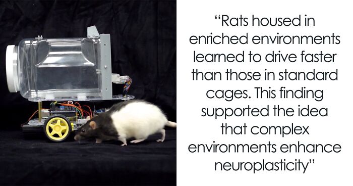 Rats Who Were Taught To Drive Enjoy Going For Rides, Rev The Engine As Soon As They Get In