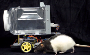 Rats Who Were Taught To Drive Enjoy Going For Rides, Rev The Engine As Soon As They Get In