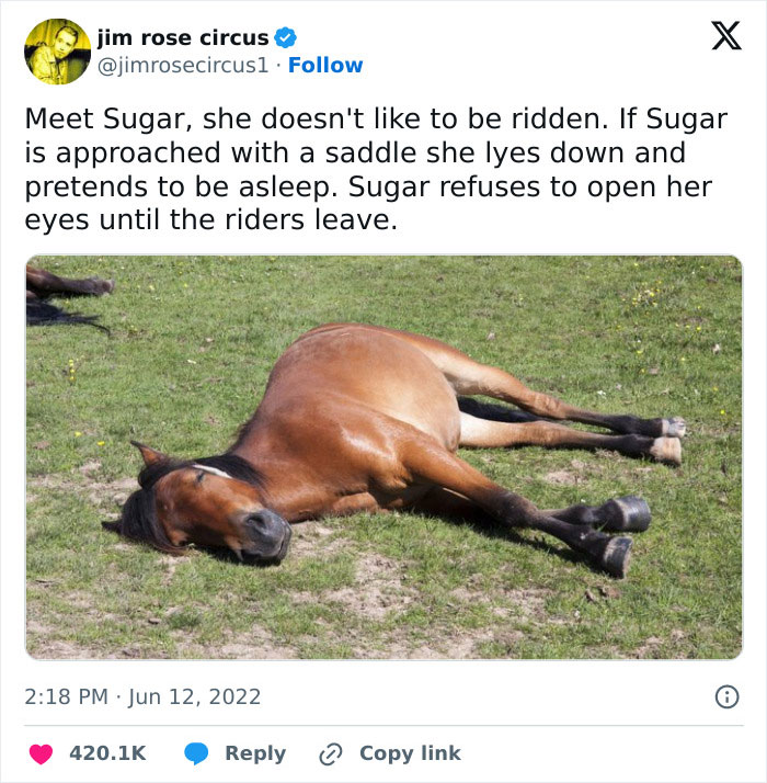 Horse humorously playing dead on grass, illustrating funny tweets.