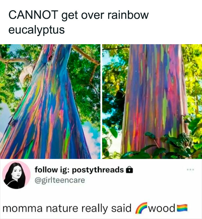 Rainbow eucalyptus tree meme showcasing colorful bark in nature.