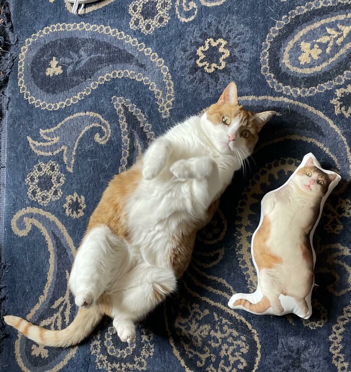 We Made Her Funniest Photo Into A Pillow. Unprompted, She Immediately Posed For Comparison. Now We Have A New Funniest Photo