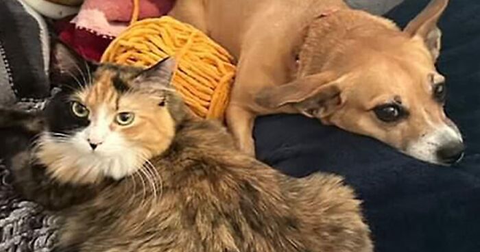 Adorable Duo: Rescue Dog And Stray Kitten Form A Heartwarming Friendship