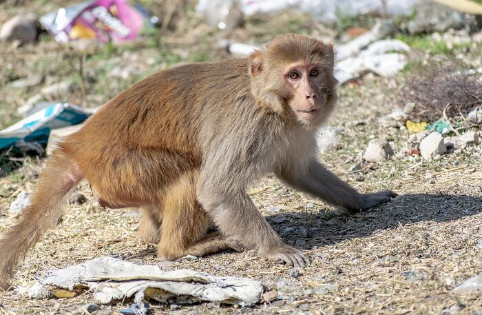 43 Monkeys Escape Research Facility, Police Issue Strict Warning: "They Don't Belong To You"