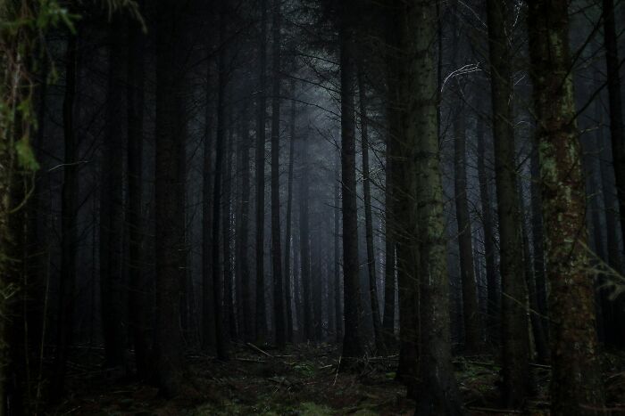 A dark, mysterious forest setting, reminiscent of the funniest joke you've been told that you still think about to this day.