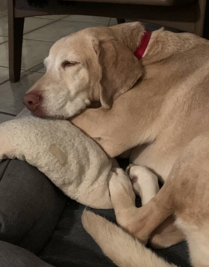 This Man Found A Beautiful Way To Relive The Final Memory With His Dog Who Passed Away