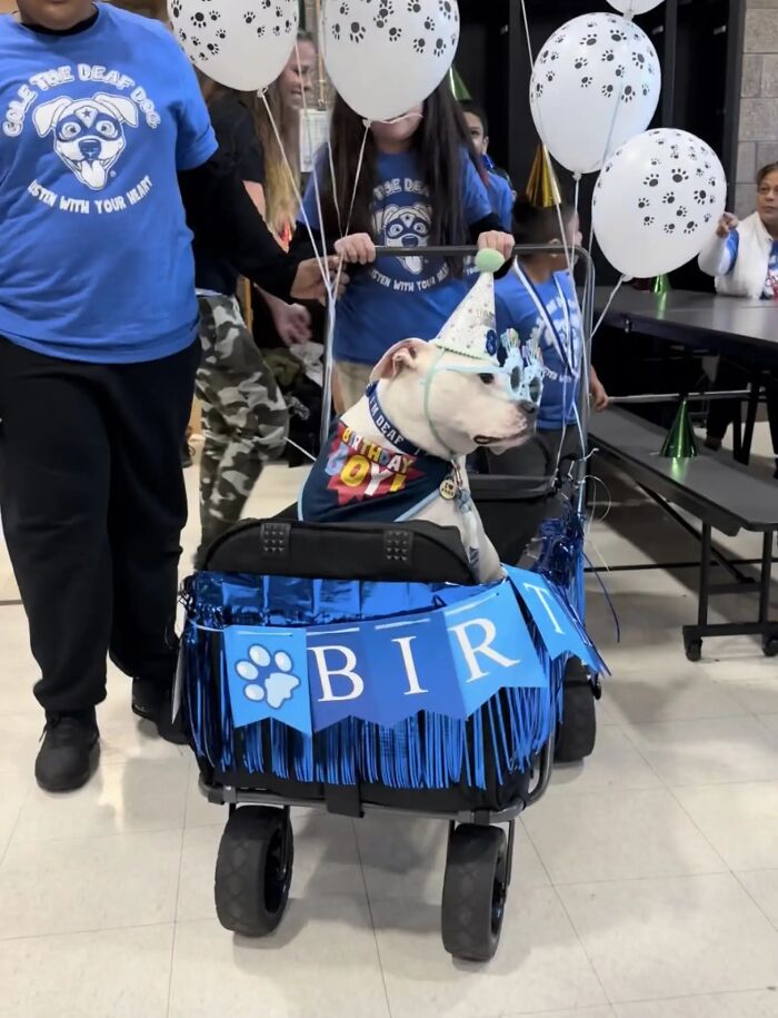 Netizens Are In Tears As These School Kids Learn Sign Language For Their Deaf Therapy Dog’s B-Day