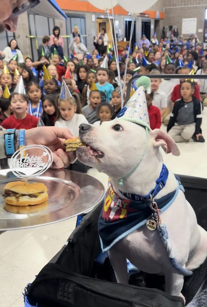 Netizens Are In Tears As These School Kids Learn Sign Language For Their Deaf Therapy Dog’s B-Day