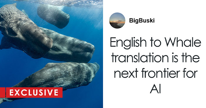 AI Is Translating Whale Language, Which May Help Us Communicate With Extraterrestrials One Day