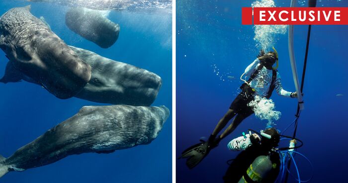 Scientists Are “Laying The Groundwork” For Extraterrestrial Communication With New Whale Study