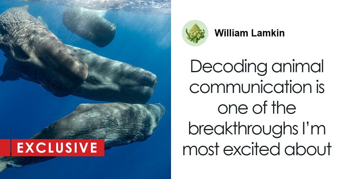 AI May Help Us Communicate With Aliens One Day As Scientists Work To Decode Sperm Whale Language