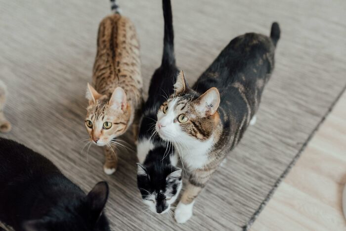 "[Am I Being Unreasonable] To Not Want To Look After My Sister's 4 Cats?"