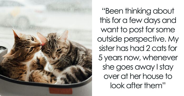 Woman Goes From 2 Cats To 4, Finds That Sis Is No Longer Willing To Look After So Many