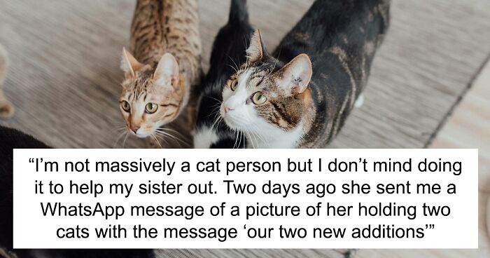 “[Am I Being Unreasonable] To Not Want To Look After My Sister’s 4 Cats?”