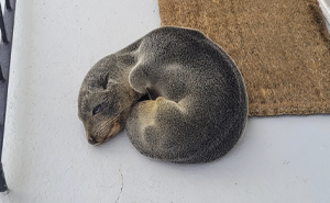 Baby Fur Seal Ventures Inland And Falls Asleep Outside Family’s Door, Goes Viral Once Discovered