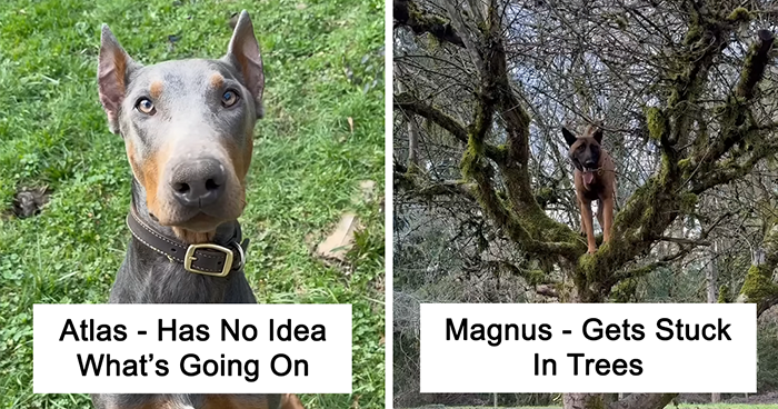 16 Dogs And Their Hilarious Habits That Remind Us Just How Silly These Adorable Creatures Are