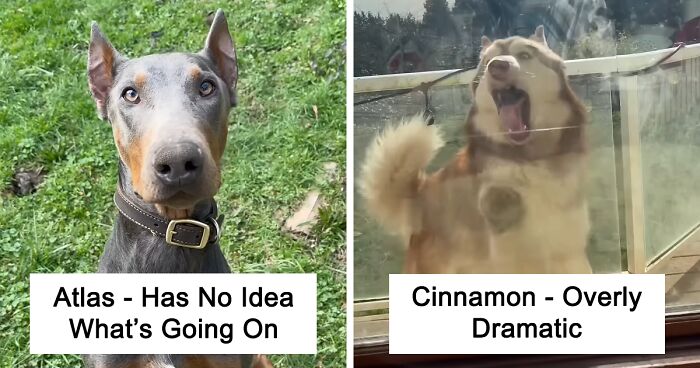 16 Dogs And Their Hilarious Habits That Remind Us Just How Silly These Adorable Creatures Are