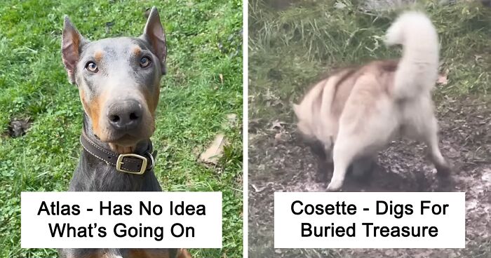 16 Dogs And Their Hilarious Habits That Remind Us Just How Silly These Adorable Creatures Are