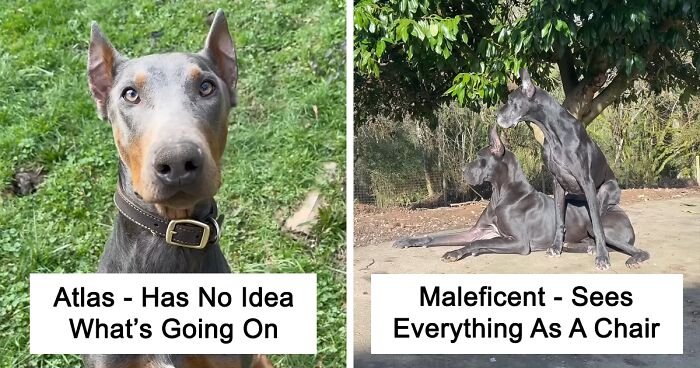 These 16 Dogs Take Over The Internet As Their Funny ‘Problems’ Keep Cracking Up Netizens