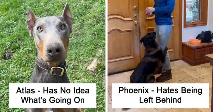 These 16 Dogs With Truly Unique Quirks Have Netizens Both In Stitches And In “Awws”