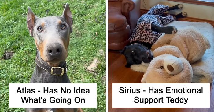 16 Dogs And Their Hilarious Habits That Remind Us Just How Silly These Adorable Creatures Are