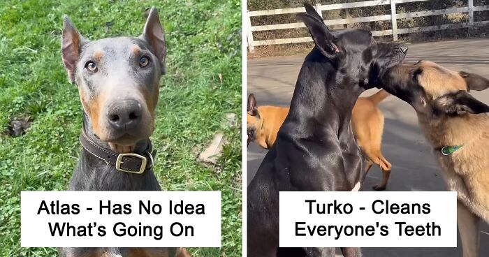 Siblings With 16 Dogs Share How Wholesomely Unique All Of Their Pets Are, Go Viral Online