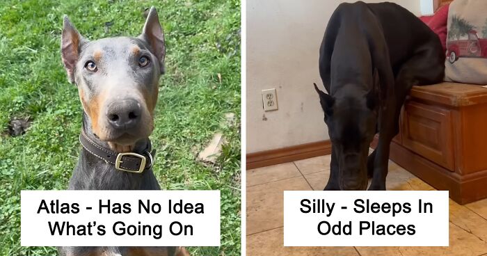 16 Dogs And Their Uniquely Cute Characteristics Go Viral As People Online Fall In Love With Them