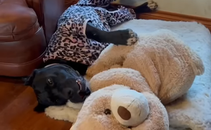 16 Dogs And Their Hilarious Habits That Remind Us Just How Silly These Adorable Creatures Are