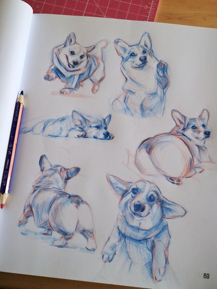 Corgis Sketches