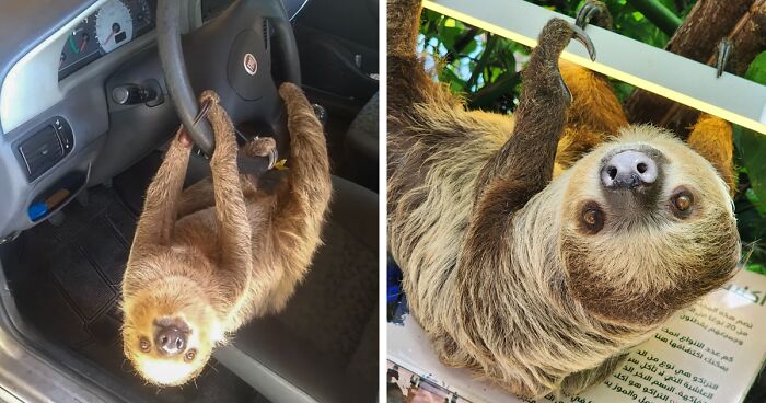 Man In Brazil Documented Hilariously Adorable Encounter With A Wild Sloth