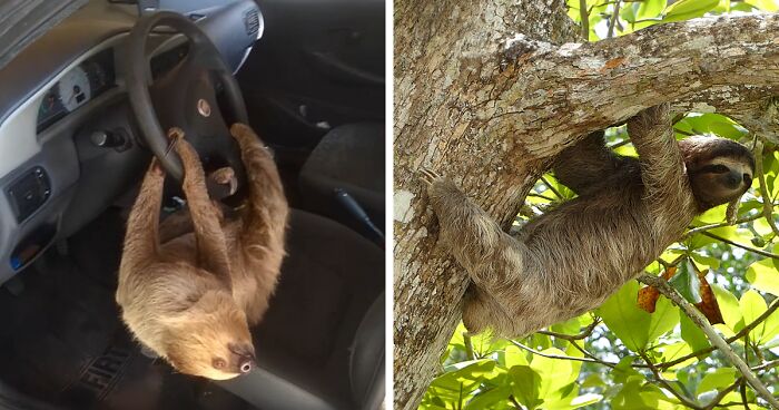 Man In Brazil Documented Hilariously Adorable Encounter With A Wild Sloth