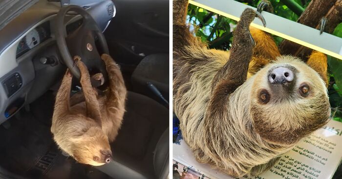 A Driver In Brazil Shares A Video About Hilarious Encounter With A Wild Sloth