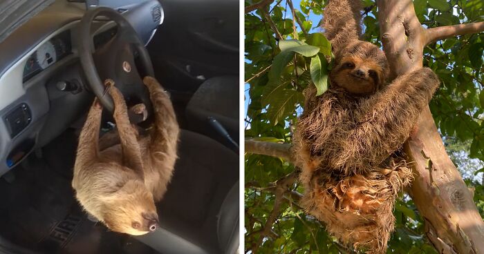 Man In Brazil Leaves Car Window Open, Next Day Finds A Guest Hanging Off The Steering Wheel