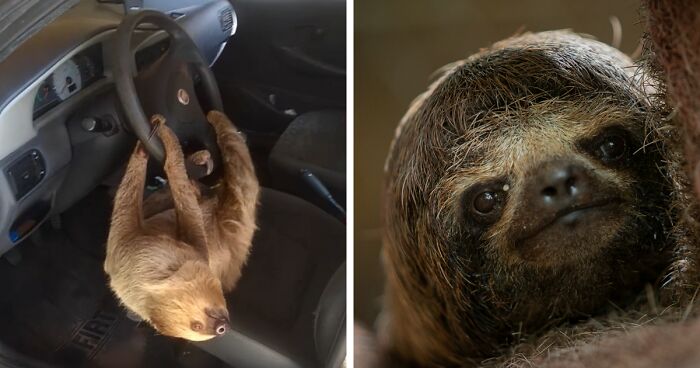 A Driver In Brazil Was Surprised By An Unlikely Guest Hanging Off The Steering Wheel