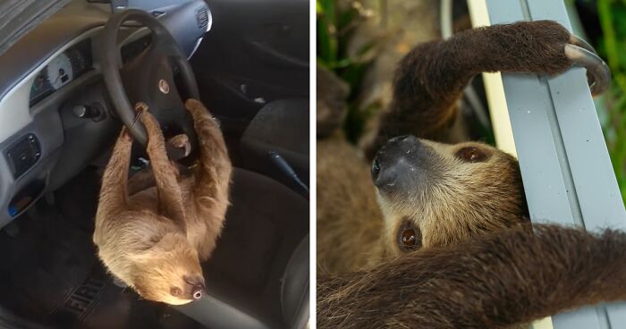 Man In Brazil Documented Hilariously Adorable Encounter With A Wild Sloth