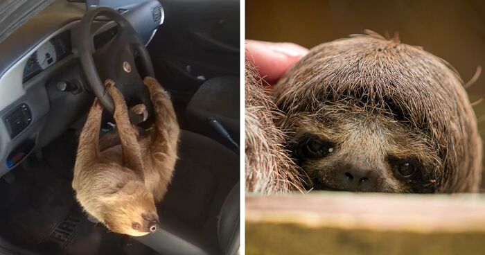 Man In Brazil Leaves Car Window Open, Next Day Finds Uninvited New Pal In The Driver’s Seat