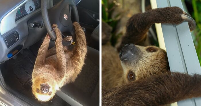 Man Leaves Car Window Open, Next Day Finds Unexpected Guest Trying To Slowly Drive The Vehicle