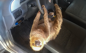 Man In Brazil Documented Hilariously Adorable Encounter With A Wild Sloth