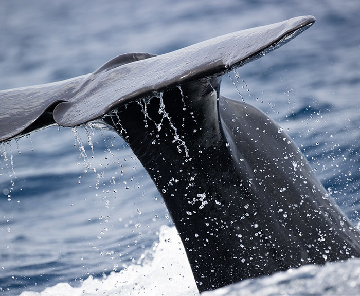 AI Is Translating Whale Language, Which May Help Us Communicate With Extraterrestrials One Day