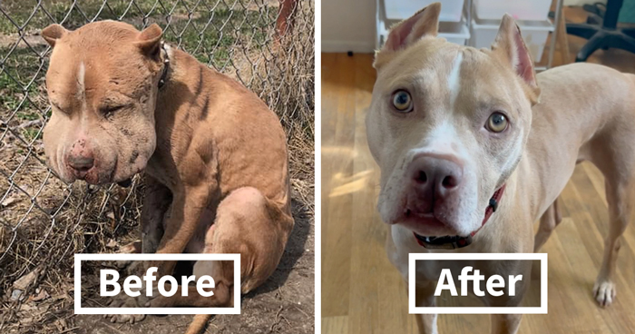 Wounded Puffy-Cheeked Dog Changes Incredibly After Rescue