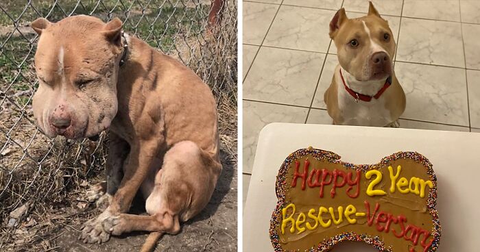 Abandoned Puffy-Cheeked Dog Reveals A Beautiful Face After Rescue