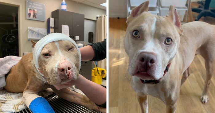 Wounded Puffy-Cheeked Dog Changes Incredibly After Rescue