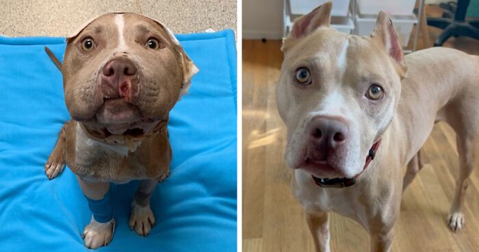 Wounded Puffy-Cheeked Dog Changes Incredibly After Rescue