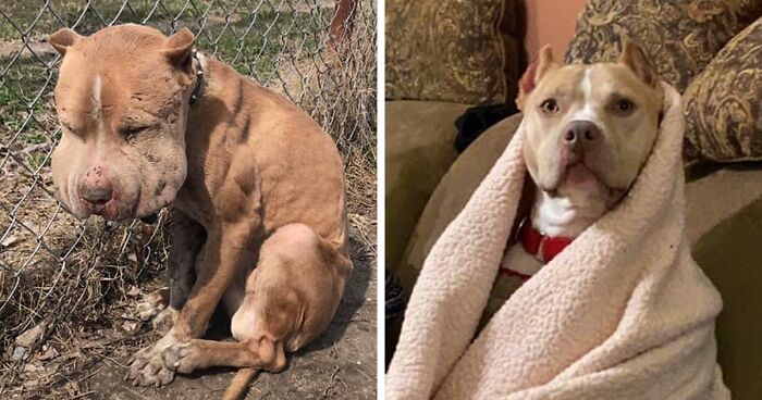 Wounded Puffy-Cheeked Dog Changes Incredibly After Rescue