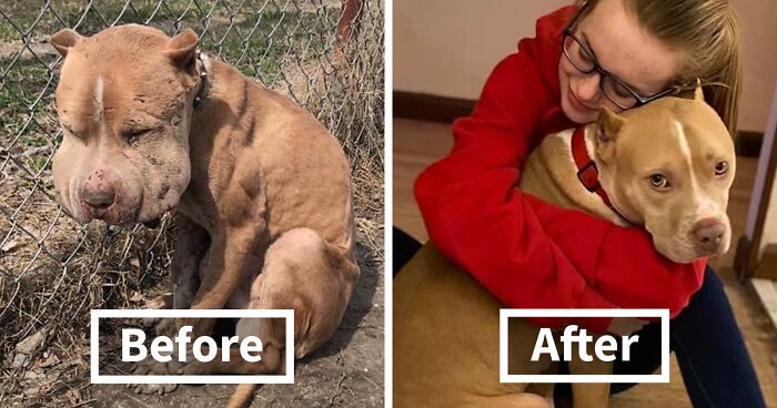 Once Left Horribly Wounded And Tied To Fence, Now This Dog Is Living His Best Life