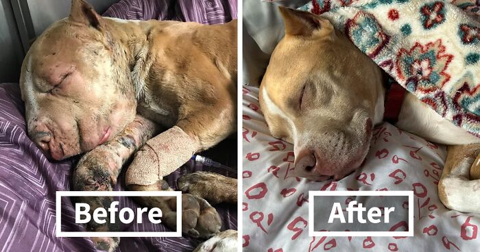 Once Deeply Wounded Puffy-Cheeked Dog Is Completely Unrecognizable Now