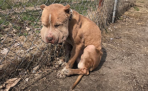 Wounded Puffy-Cheeked Dog Changes Incredibly After Rescue